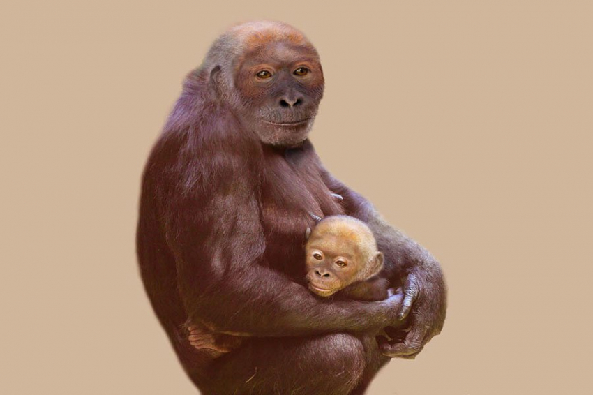 Ученые реконструировали облик человекообразной обезьяны возрастом 12 миллионов лет