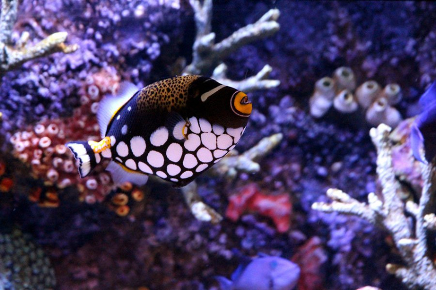 Ученые объяснили, откуда у животных появляются полосы и пятна