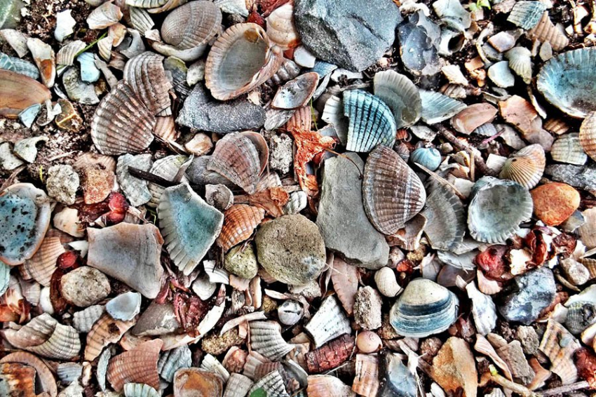 Мозазавры были разборчивы в еде и любили морепродукты