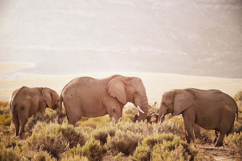 Ученые заявили, что слоны дают друг другу имена