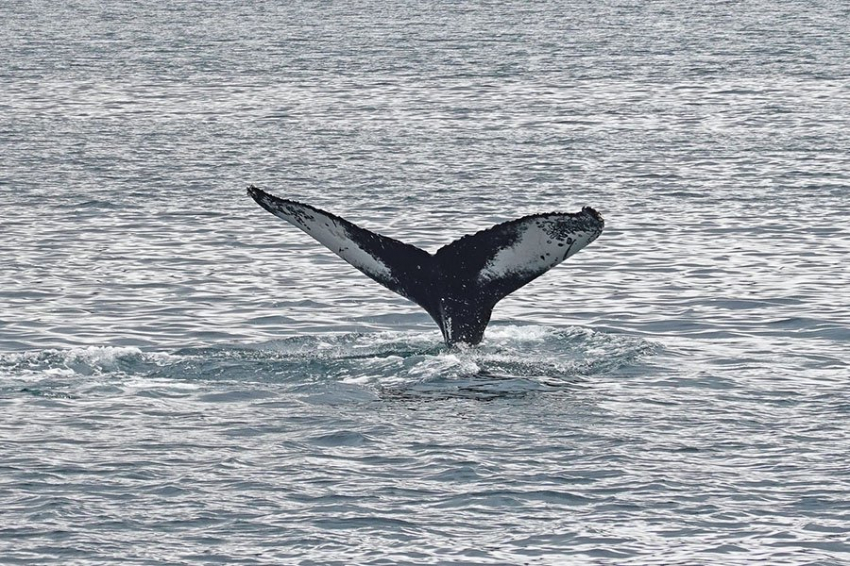 На крошечном острове создана первая в мире морская охранная зона для одного из крупнейших животных Земли