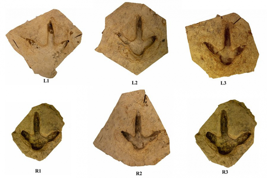 В Новой Зеландии датировали окаменелые следы древних пернатых моа