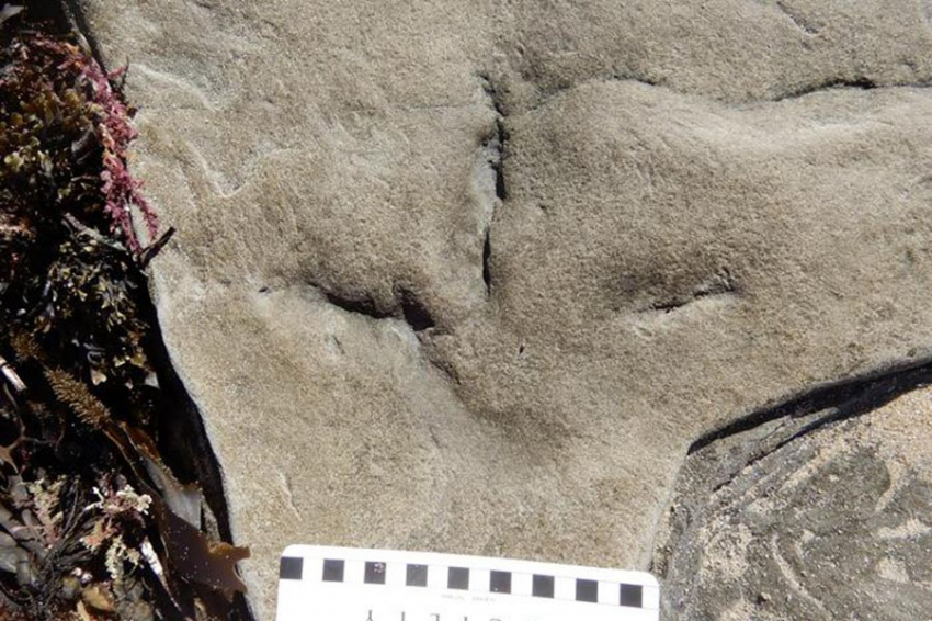 Ранние птицы добрались до южных полярных регионов 120 млн лет назад