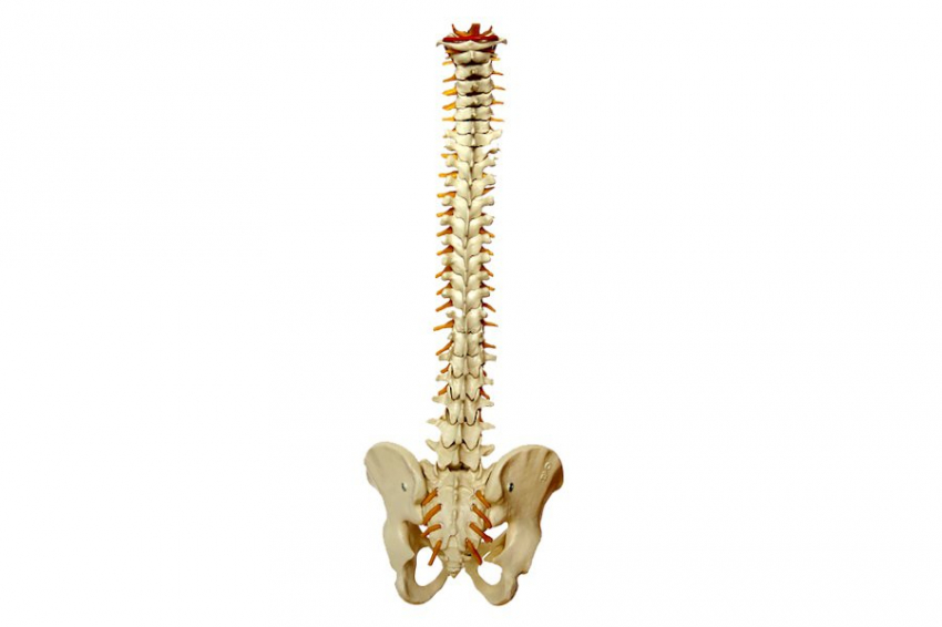 Science: создан пластырь для лечения грыжи межпозвоночного диска