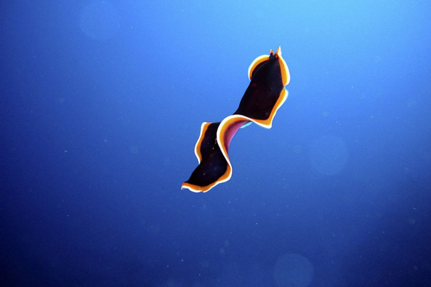 Ученые пытаются превратить морских вредителей в питательные морепродукты