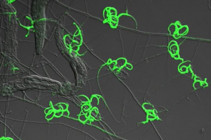 Ученые выяснили, как плотоядный гриб ловит и переваривает червей