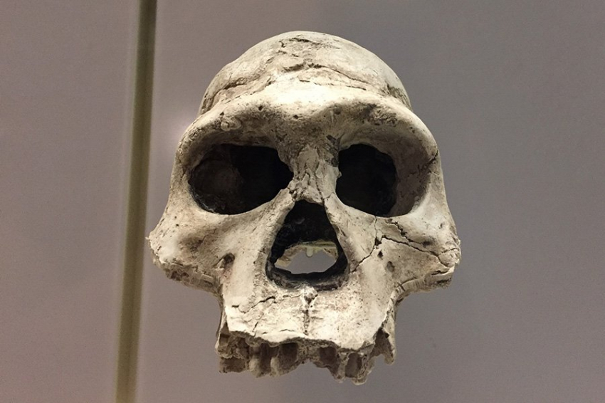 CB: ферментированные продукты могли стимулировать рост человеческого мозга