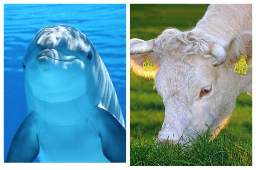 Опыты ученых привели к появлению на планете химер-мутантов