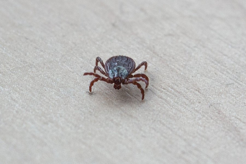 Растительные вещества помогут в лечении клещевого энцефалита