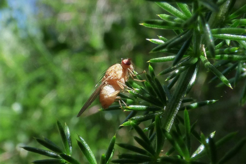 Выявлена связь между гормонами кишечника и продолжительностью жизни
