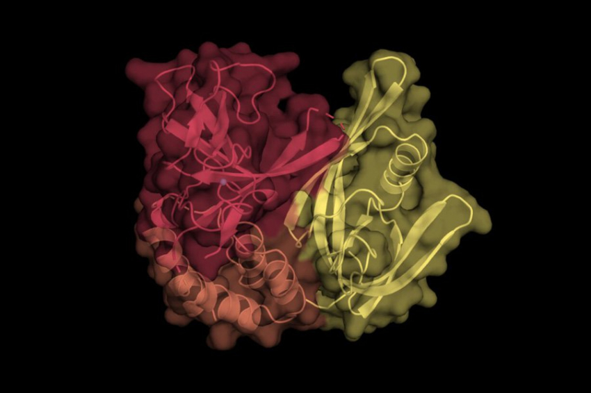 Молекулярный процесс «разрезания и сшивания» может ускорить разработку лекарств