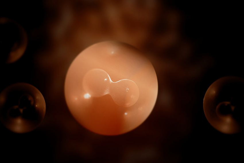 Новый молекулярный переключатель может контролировать деление клеток 