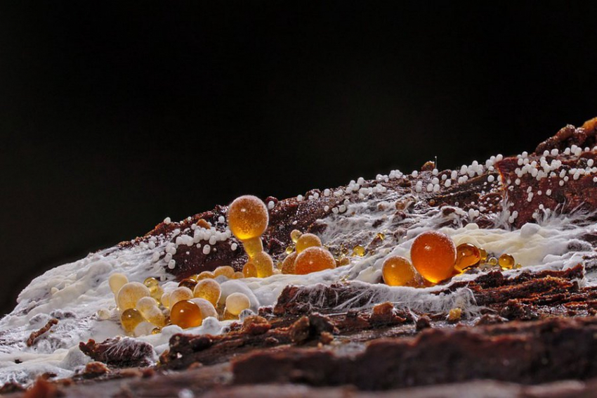 Названы неуязвимые: организмы, способные выжить после ядерной войны