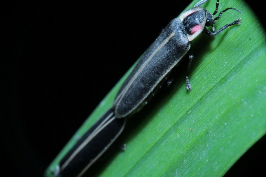 Названы самые ленивые в мире насекомые