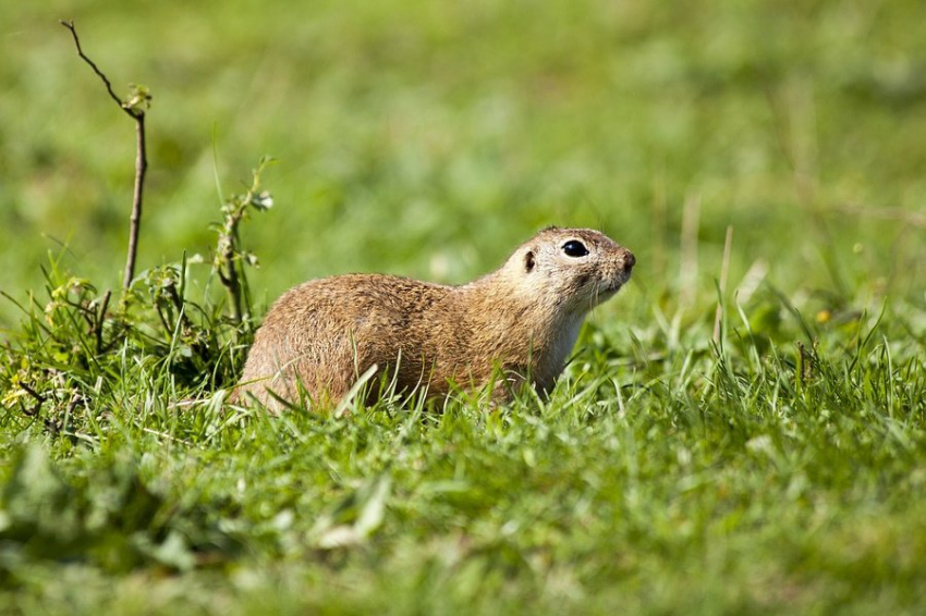 Суслики за один день восстановили экосистему вулкана в США