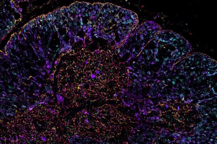 Иммунная система человека «готова к работе» задолго до рождения
