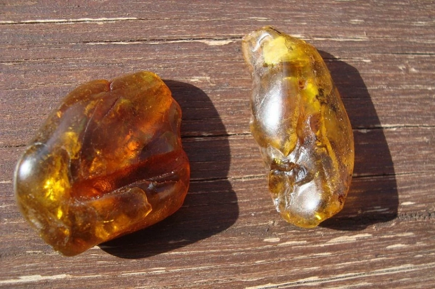 Первая находка янтаря в Антарктиде: что узнали ученые