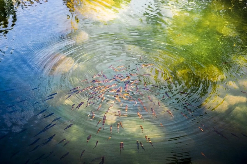 Ученые раскрыли код того, как эмбрионы рыб контролируют время вылупления