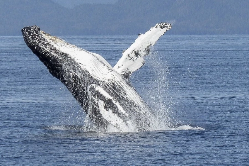 Горбатый кит-рекордсмен: невероятная межокеанская миграция ради спаривания