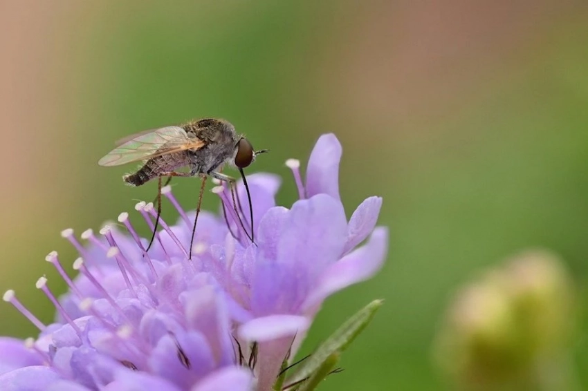 Мухи под ударом: глобальное потепление грозит опылителям больше, чем кажется