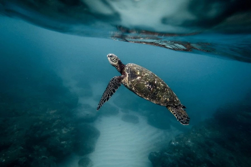 Названы десять впечатляющих открытий 2024 года, связанных с океаном 