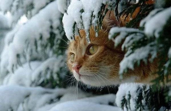 На праздник Ермилов день, отмечаемый 26 января 2025 года, большое внимание уделяется кошкам