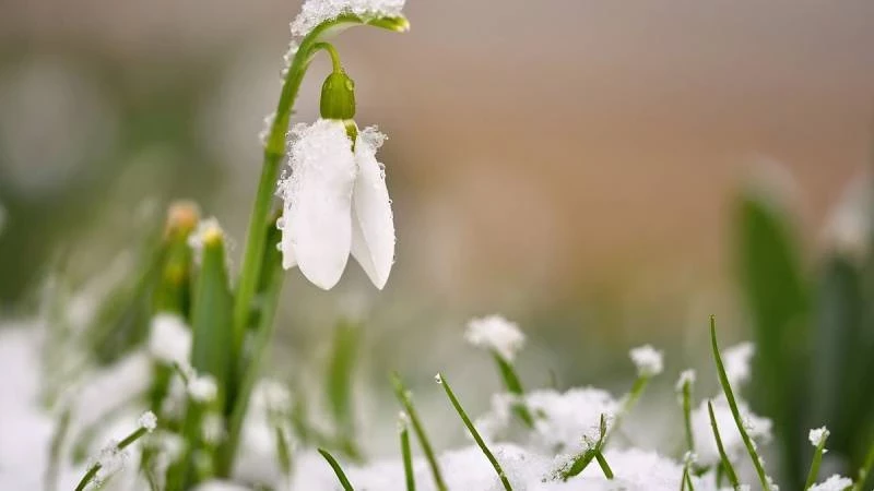 Подснежники января: как раннее цветение угрожает экосистемам