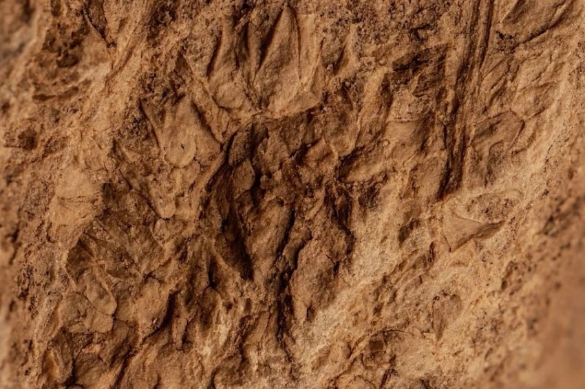 В Португалии найдена окаменелость папоротника, жившего 300 миллионов лет назад