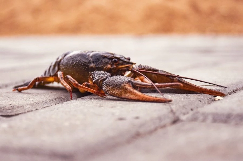 Кризис в пресных водах: четверть обитателей рек и озёр могут исчезнуть