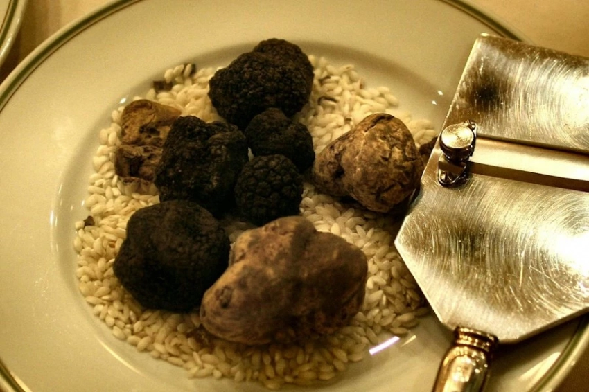 Нюх на золото: собаки помогли открыть два новых вида трюфелей в США