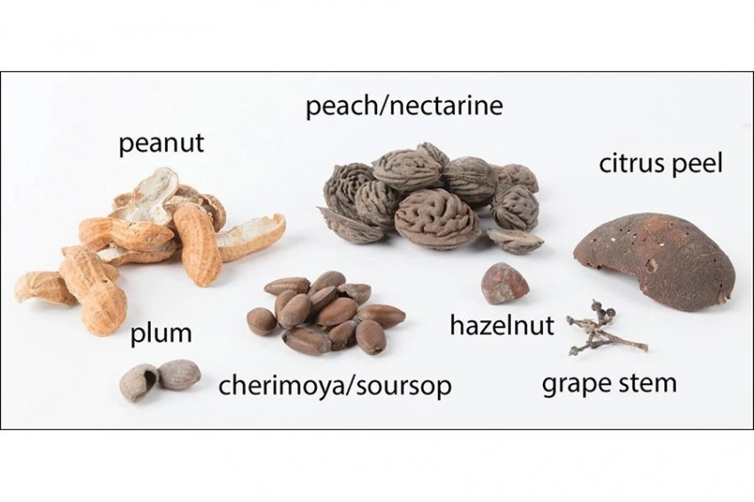 Сушеные растения указывают на тайные перекусы среди жителей колоний в Австралии