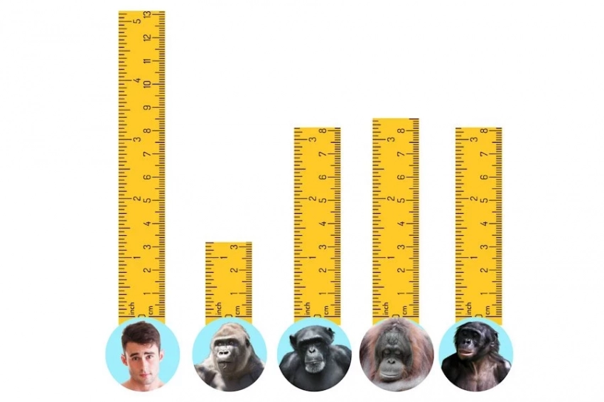 Эволюция vs женский выбор: почему размеры мужского пениса больше, чем у приматов