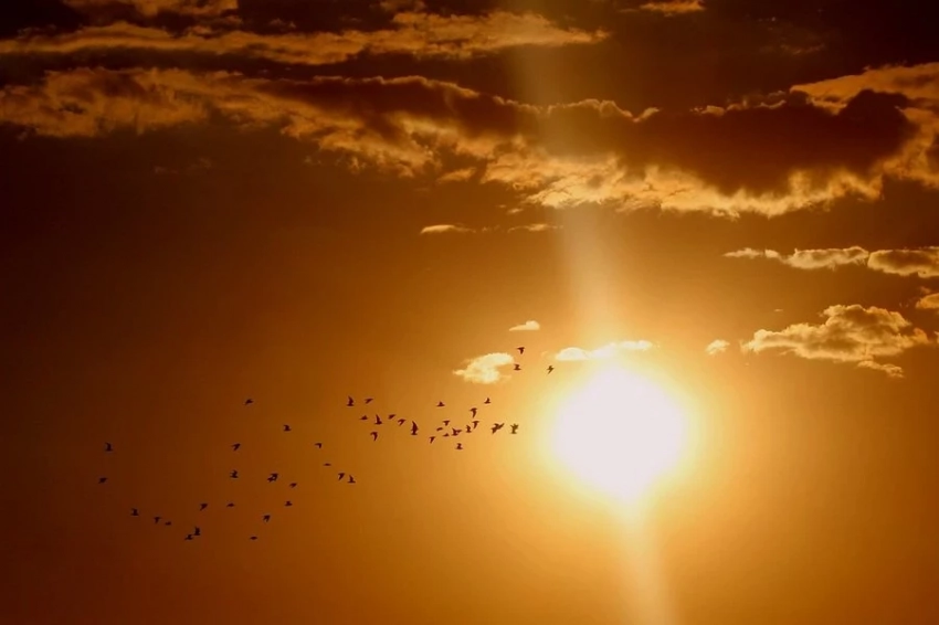 Ошибочно принятый за крокодила череп оказался останками гигантской птицы