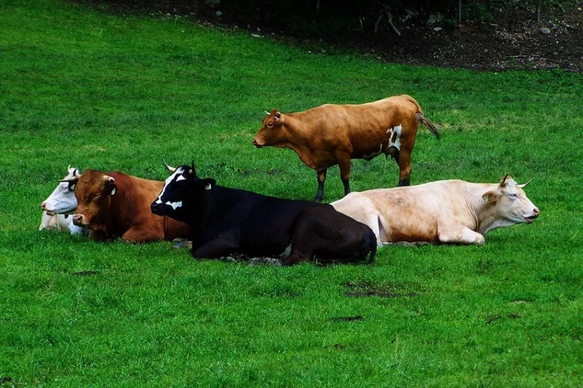 Иберийские скотоводы уже 6000 лет назад управляли крупным рогатым скотом