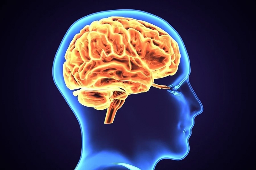 Микропластик накапливается в мозге в больших количествах, чем в почках и печени