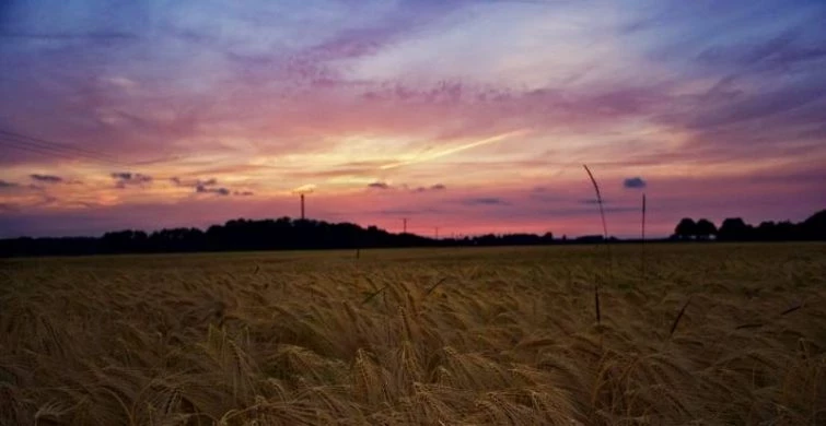 В Маврикиев день на стол принято было ставить черную уху