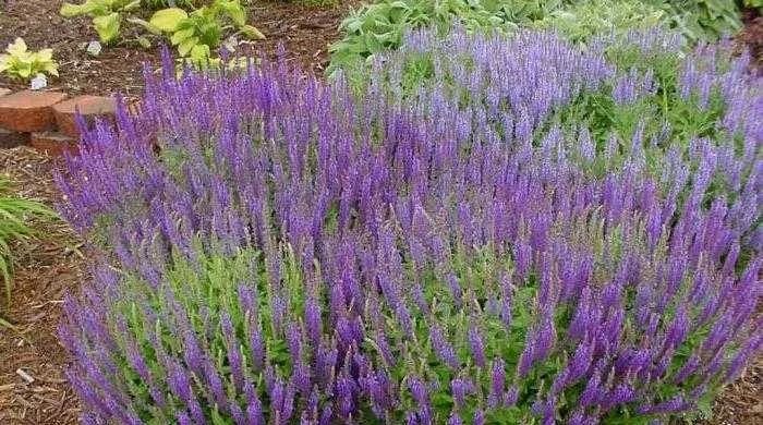 Шалфей: какие полезные свойства и потенциальный вред несет для здоровья