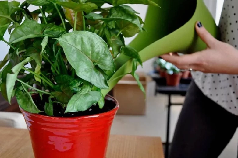 Чтобы росли быстрее: чем подкармливать комнатные растения в марте