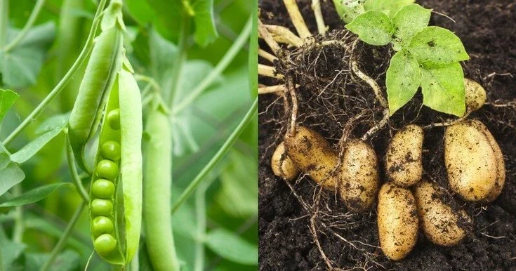 Добрые соседи: какие овощи и растения ненавидят друг друга, а какие любят