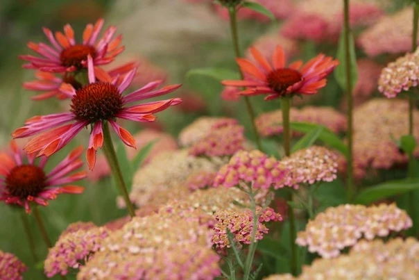 Идеальны для ленивых дачников: какие многолетники растут сами по себе