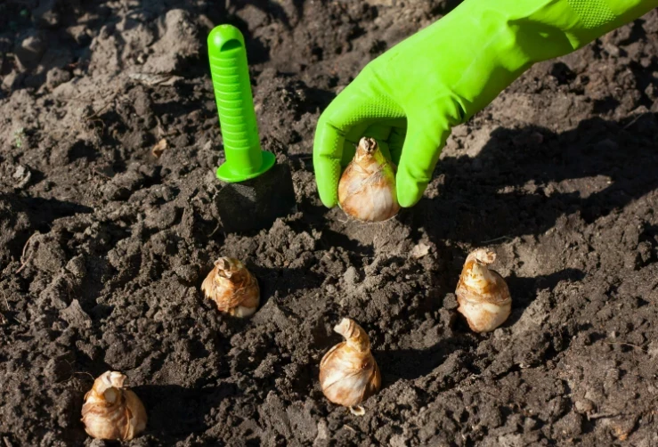 Чтобы прижились и красиво цвели: в каком месяце лучше всего сажать нарциссы