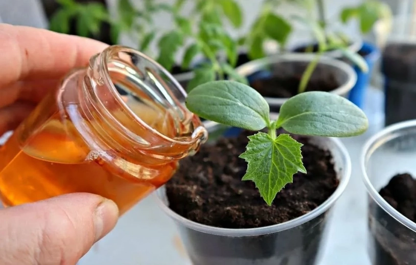 Каким настоем нужно поливать перцы и томаты, чтобы рассада была мощная и здоровая