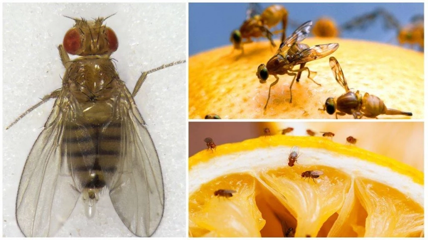 Проверенные методы, которые помогут быстро прогнать мух с кухни