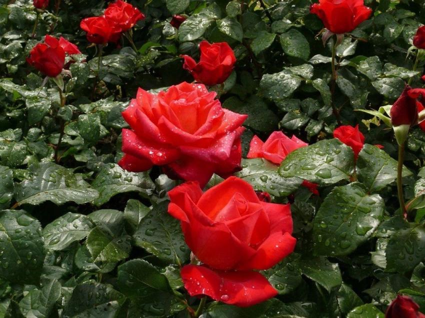 Полезное соседство: какие 7 растений стоит посадить возле розы