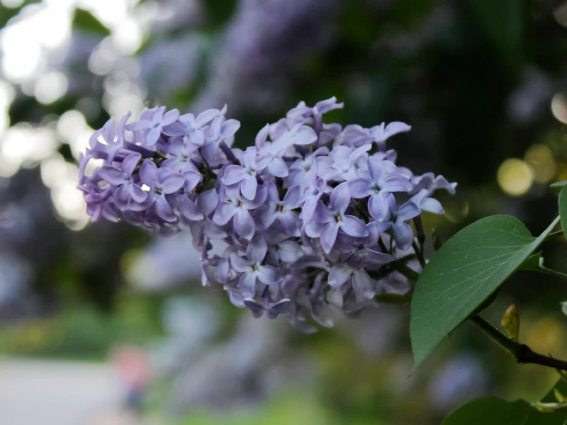 Причины, по которым на самом деле опасно рвать сирень