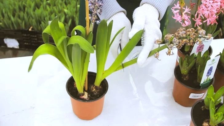 Как ухаживать за гиацинтом, когда он отцвел: 5 обязательных шагов