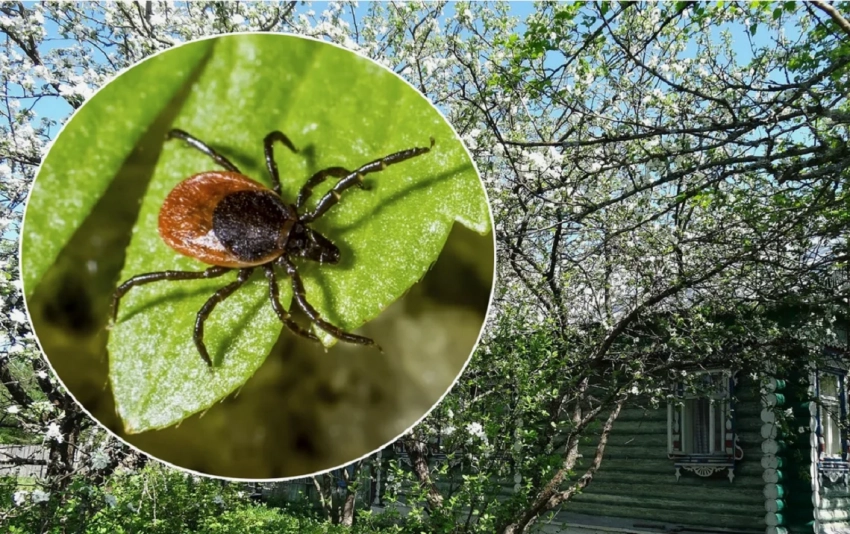 Чем опасны клещи весной и как от них уберечься