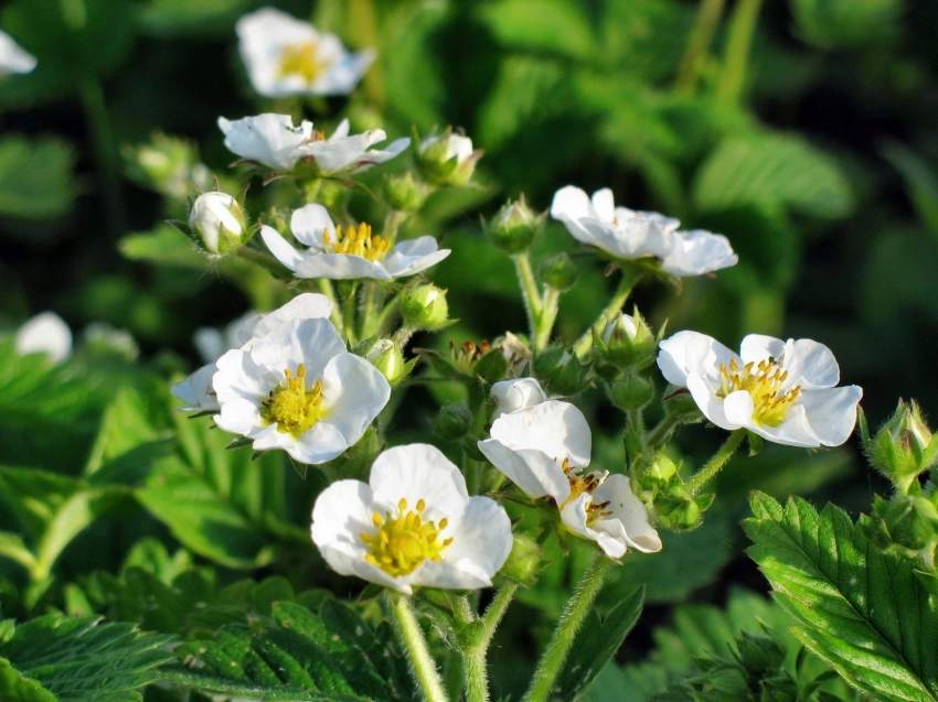 Народные средства, которыми можно обработать клубнику во время цветения без вреда для ягод