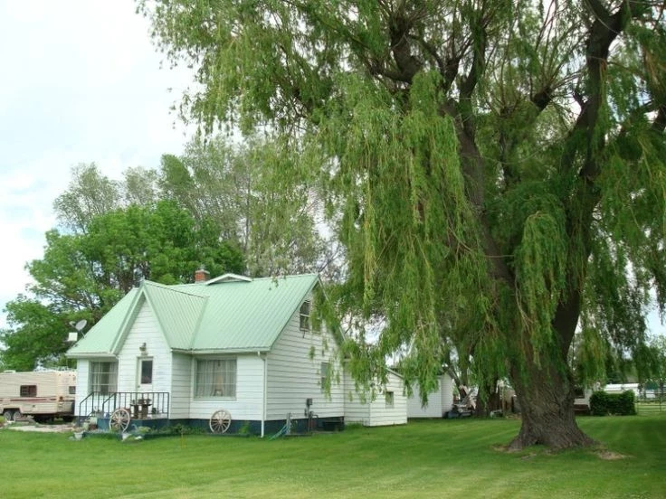 Садовые диверсанты: 5 деревьев с отрицательной энергетикой, которые нельзя сажать на участке