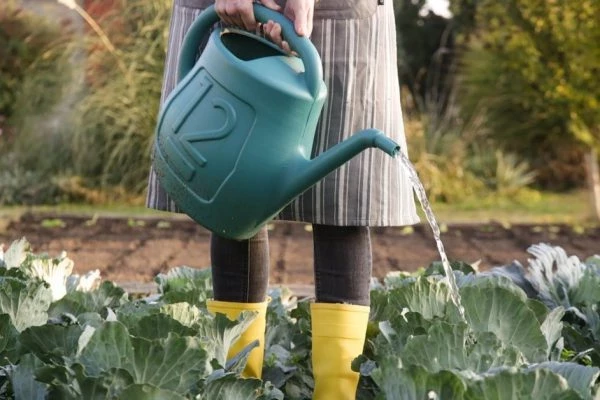 Какой водой нельзя поливать огород, чтобы не потерять урожай